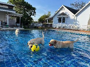 for paws dog camp