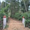 coorg klusters estate stay