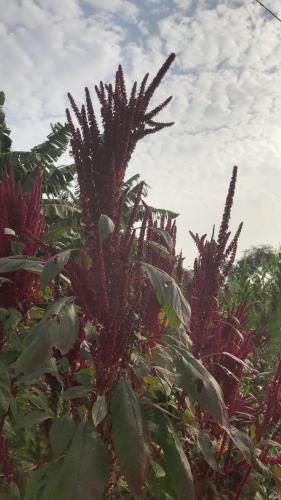 tekri farms and retreat