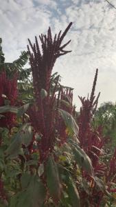 tekri farms and retreat
