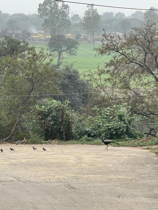 tekri farms and retreat