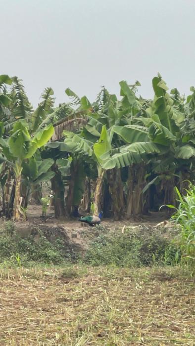 tekri farms and retreat