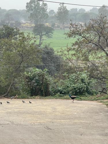tekri farms and retreat