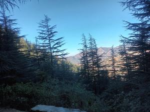 him aaranya homestay shimla