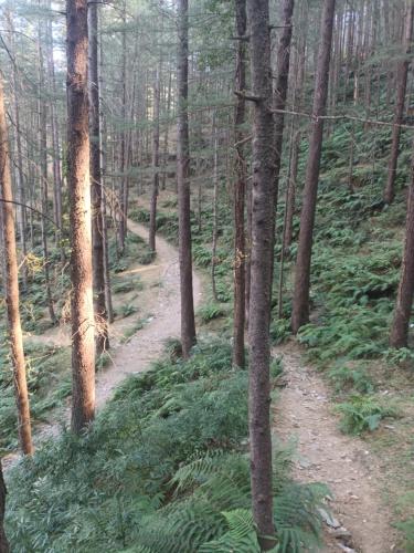 him aaranya homestay shimla