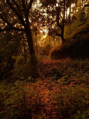 the himalayan heaven homestay binsar