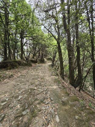 the himalayan heaven homestay binsar