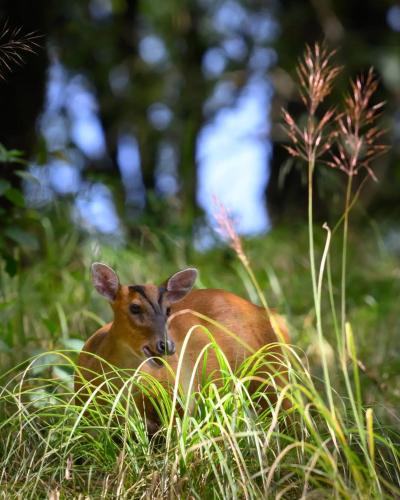 the himalayan heaven homestay binsar