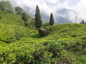 bubble beds darjeeling