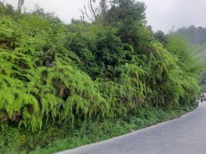 bubble beds darjeeling