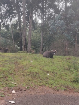 bon sejour ooty hill view resort and hotel