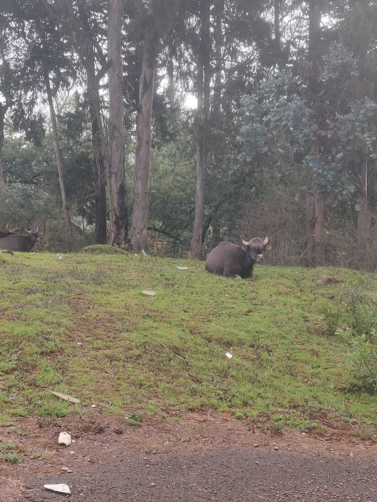 bon sejour ooty hill view resort and hotel