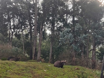 bon sejour ooty hill view resort and hotel
