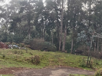 bon sejour ooty hill view resort and hotel