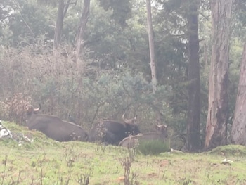 bon sejour ooty hill view resort and hotel