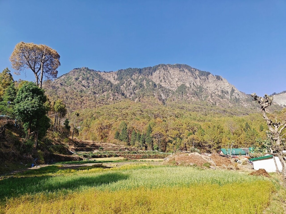 silverfern by the hillside