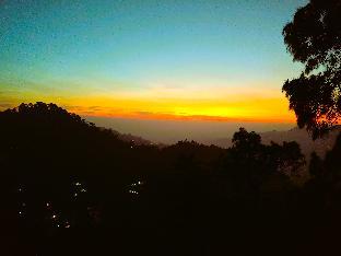 silverfern by the hillside