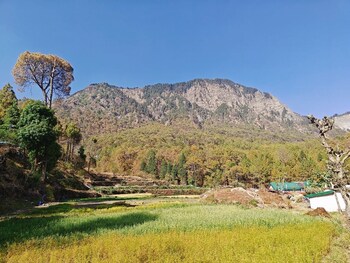 silverfern by the hillside