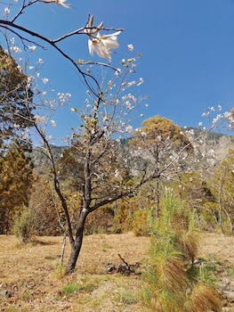 silverfern by the hillside