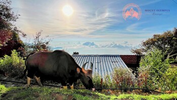 mount olympus lounge