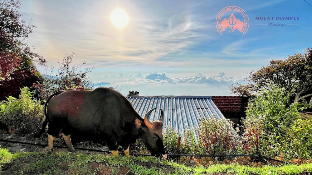 mount olympus lounge