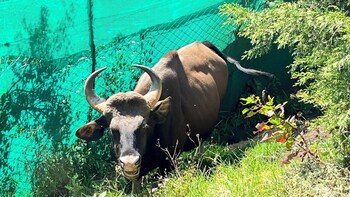 mount olympus lounge