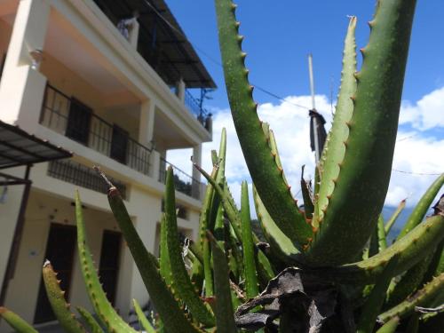 new shiv palace by stayapart