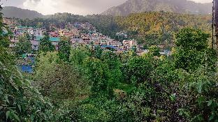 pine wood mcleodganj