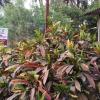 vaishet