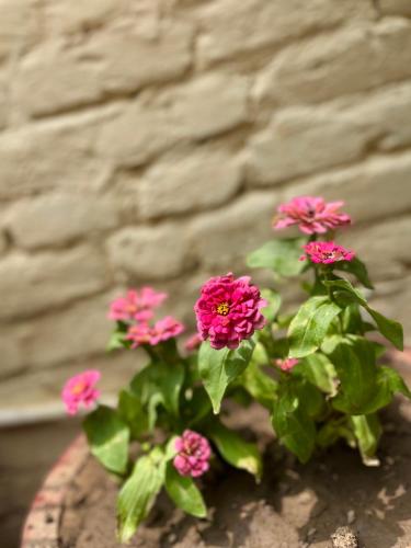 bamboo garden cottages and cafe