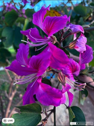 nino san glamping pak chong