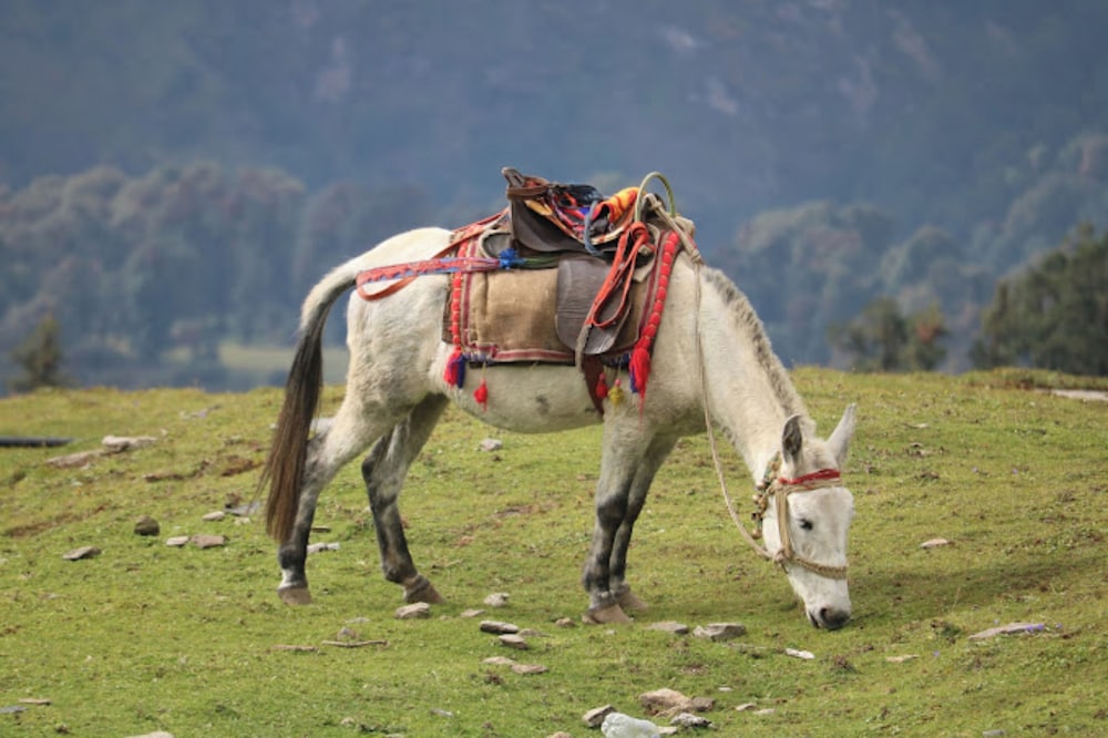 amar resort chopta tungnath
