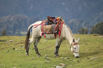 amar resort chopta tungnath