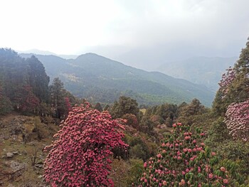 amar resort chopta tungnath