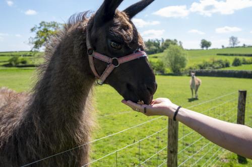 Garden View Apartment,,4 star