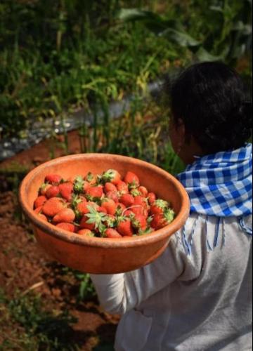 greenpearl mahabaleshwar