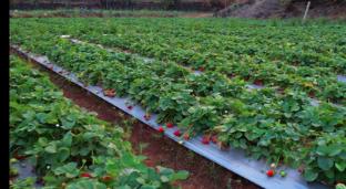 rooma resedency mahableshwar