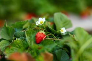 rooma resedency mahableshwar