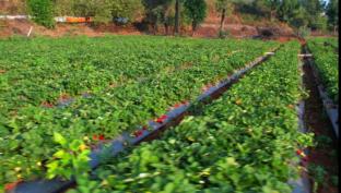 rooma resedency mahableshwar