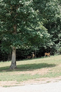 dahlonega