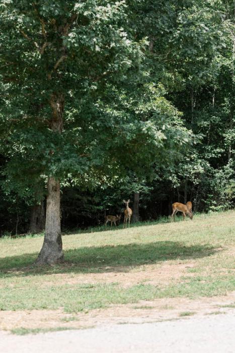 dahlonega
