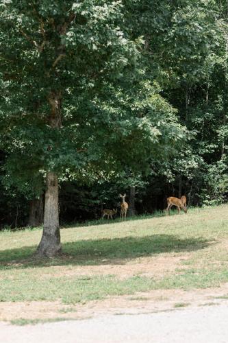 dahlonega