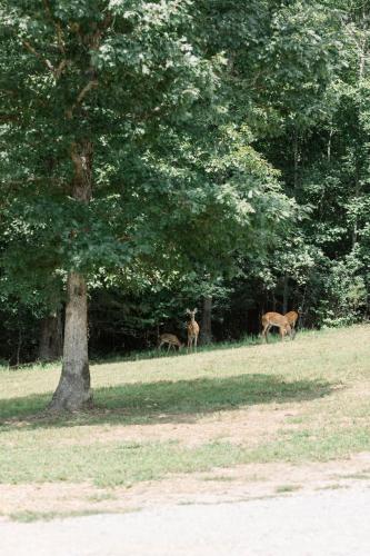 dahlonega