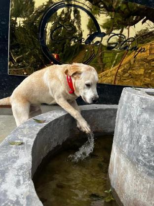 castle glamp by auroras resorts