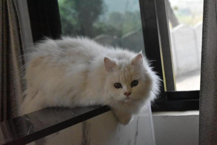 green orchid resort and farm