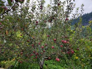 amaya retreat cottage