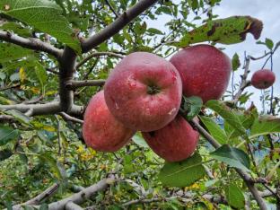 amaya retreat cottage