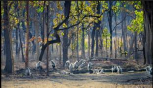 village camp pench national park