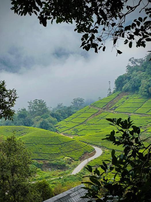 forestscape resort munnar