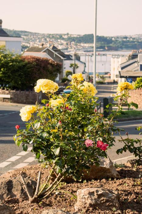 paignton